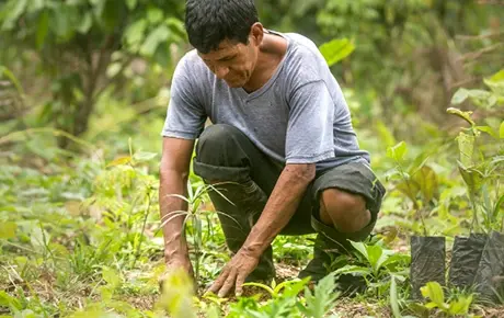 Giornata internazionale delle foreste: la GreenFor Forest cresce in Perù!